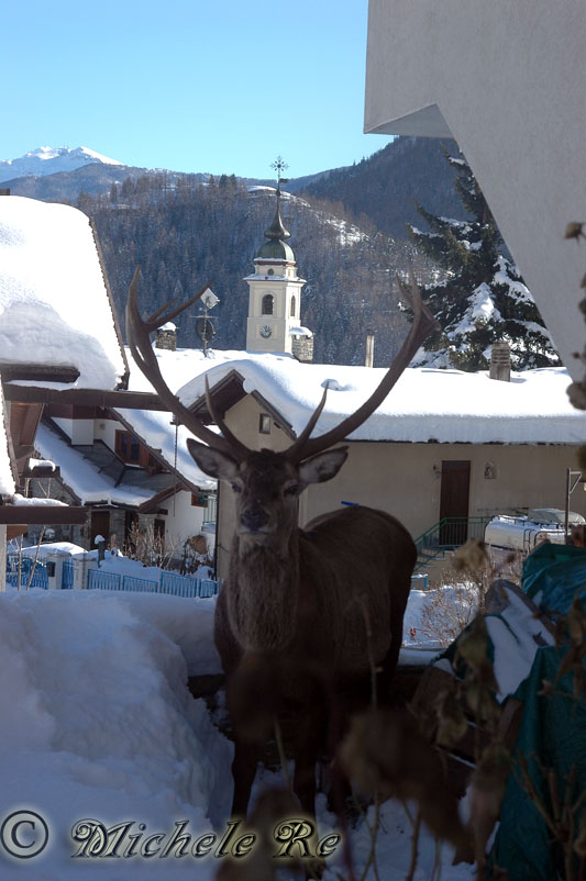 PASSIONE PER IL CERVO